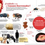Alertan, cerco sanitario entre Oaxaca y Chiapas, por gusano barrenador.